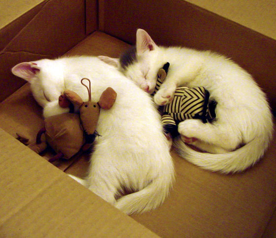 冠军走廊，当英超争冠遇上辽宁式强压