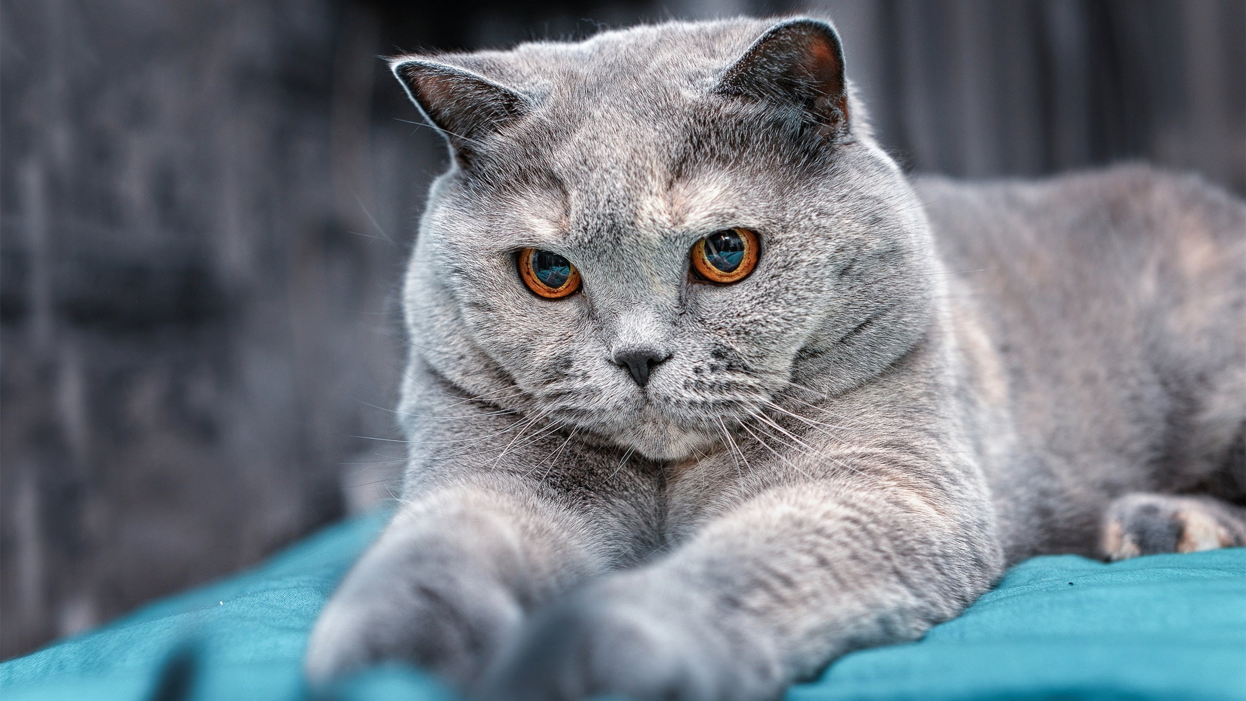 绝命封盖!英格拉姆化身关键先生,助广厦队力克宿敌北京队