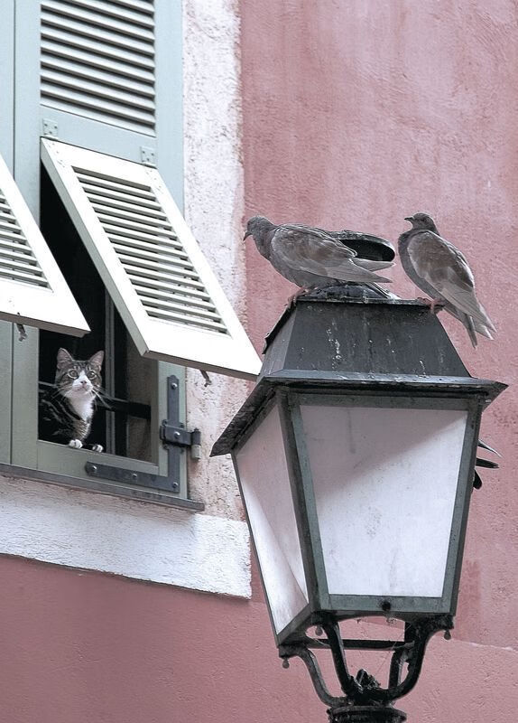 孤星满分夜,群狼逆转时,足球哲学的二元交响