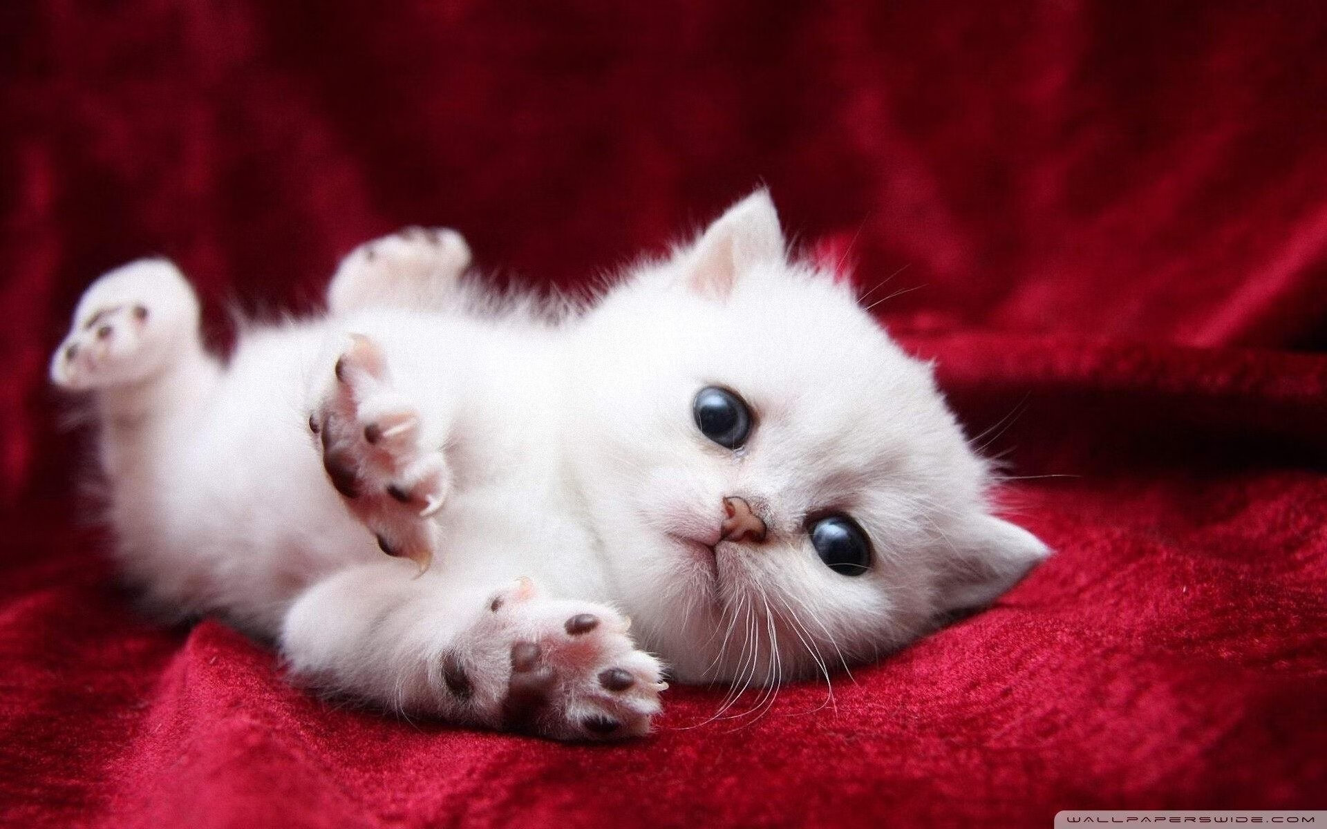 骑士对阵广东队,当钢铁丛林里的孤狼,咬碎了广东的商业密码