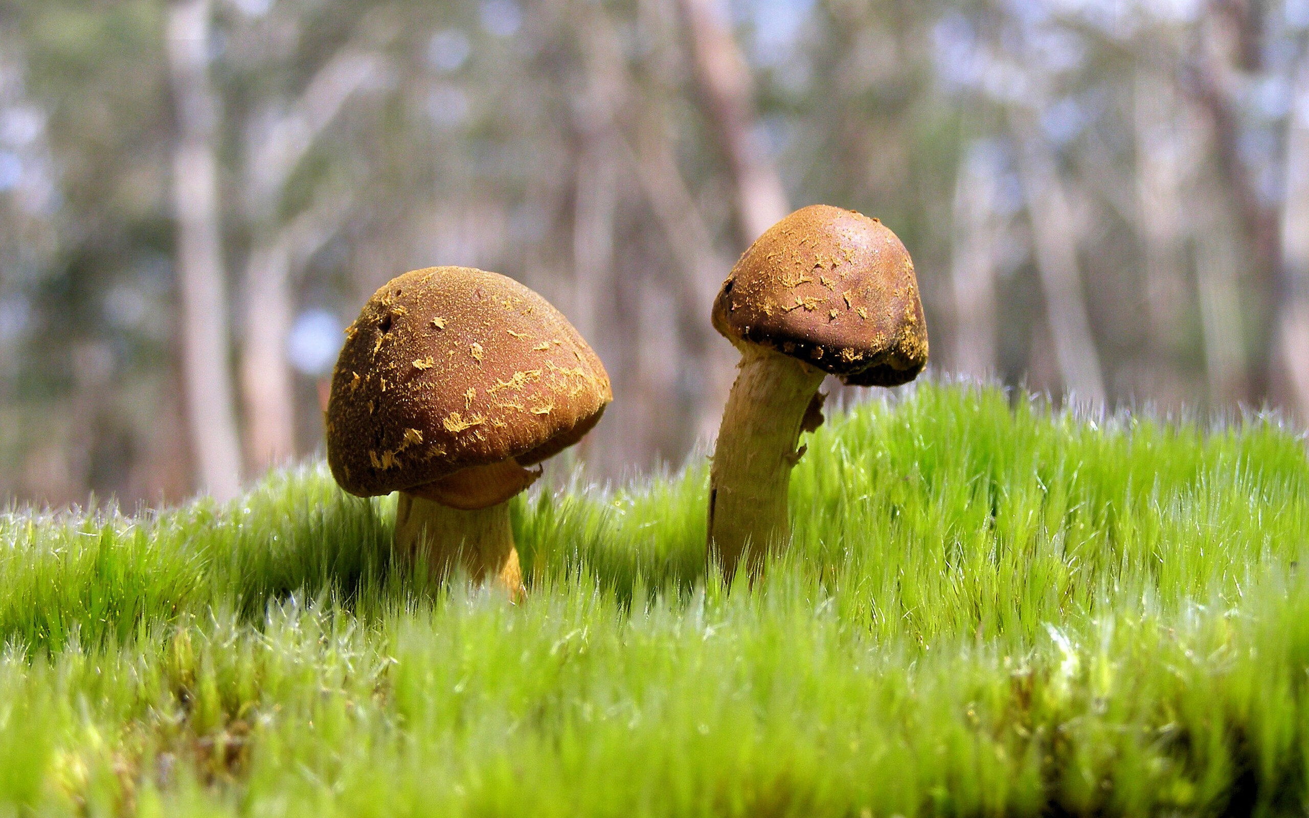 封喉利刃，霍勒迪提前终结悬念，太阳击落老鹰之夜