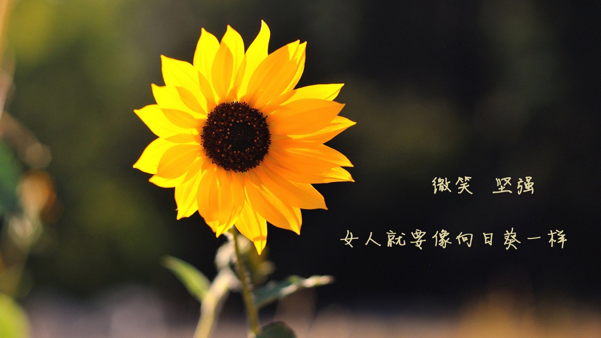 从梅阿查到巴格达,一记铲断如何终结了钟表匠的精密齿轮