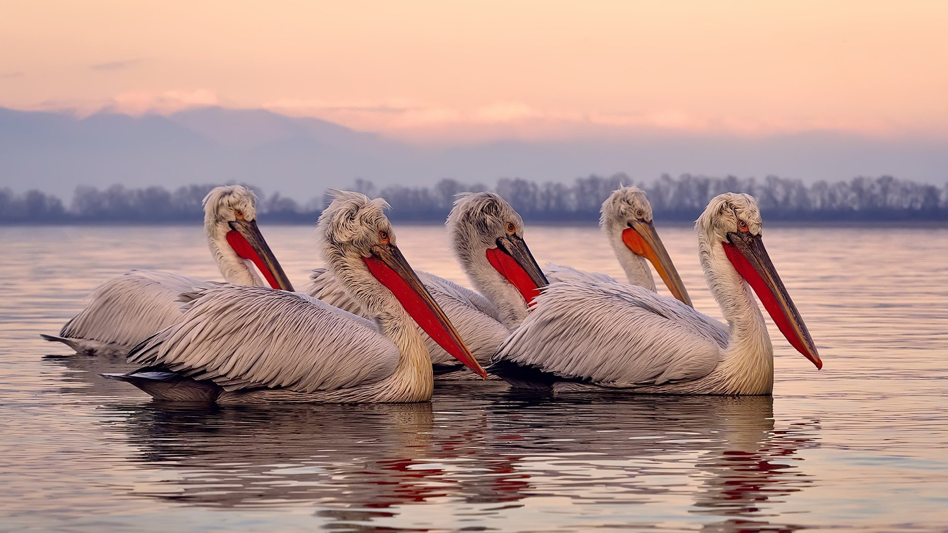 无解之谜与末节风暴，当德里赫特封死世界，新西兰用最后十分钟改写历史