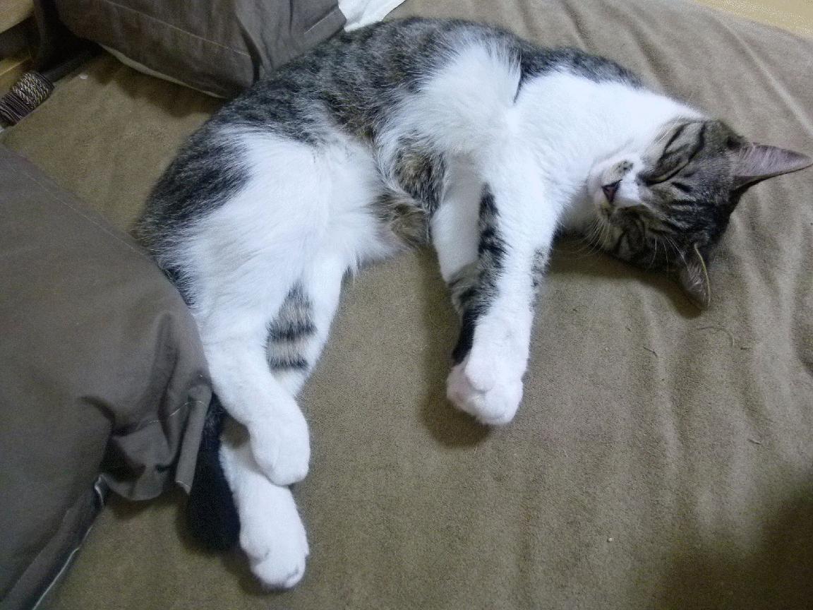 虚拟交易激活全能战神,当拉文穿上独行侠战袍,他如何在对阵爵士的夜晚定义攻防统治