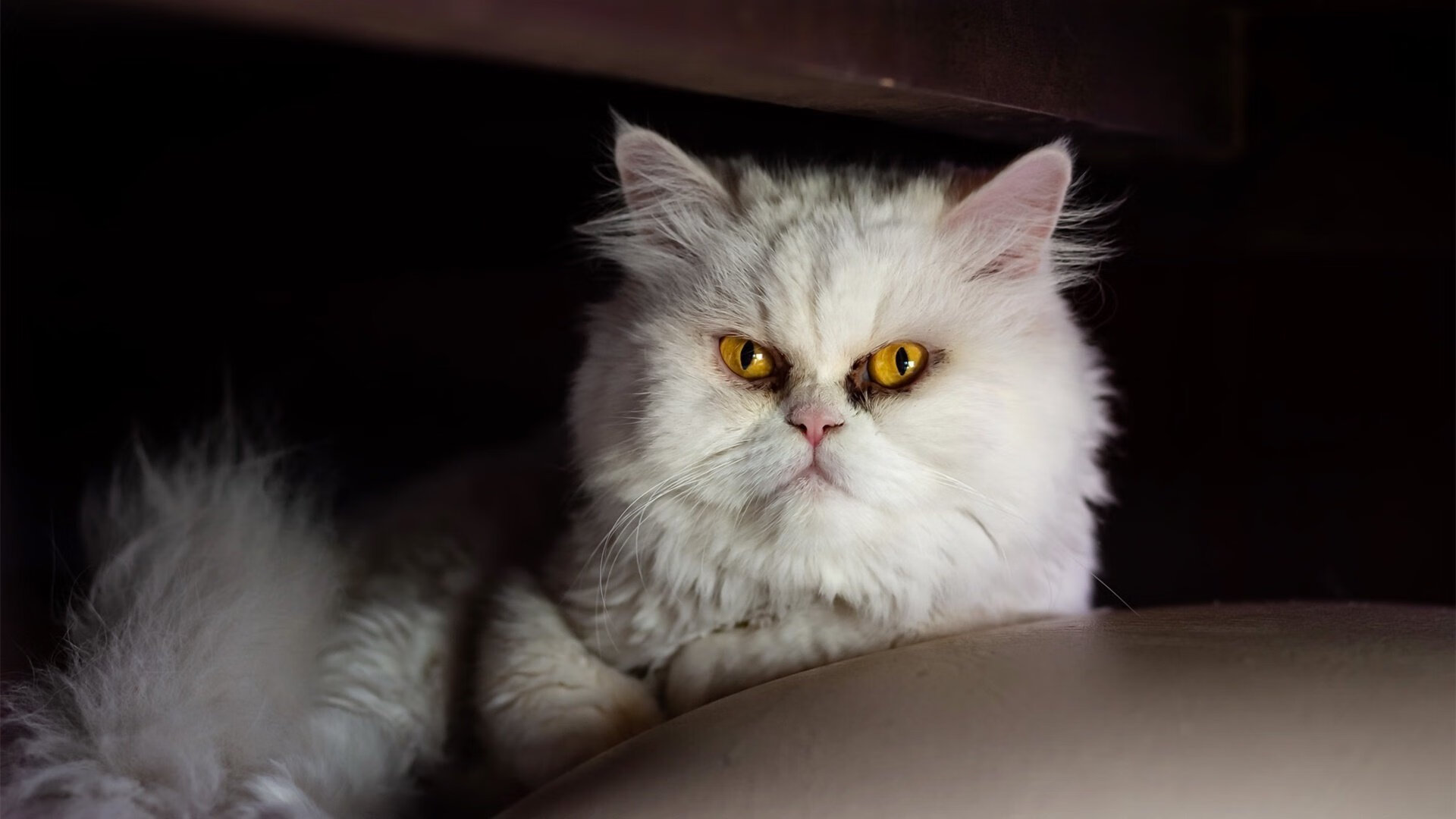 跨界之神，美加墨世界杯之夜，锡安关键制胜