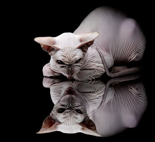 范弗利特，精灵手术师！穿针引线三分封喉，黄蜂外线风暴撕裂森林狼铁壁