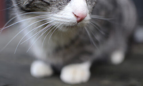 世纪对决！窒息三秒米切尔力挽狂澜，勇士逆天三分撕裂广东王朝