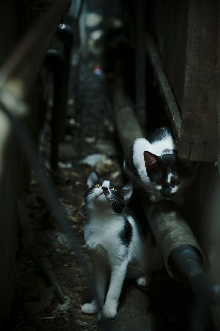 神盾拉亚，巴西以钢铁防线与火焰进攻，稳稳熔铸尼斯之夜