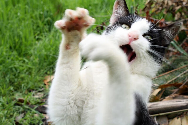 悬念杀手！德罗赞第三节独舞让掘金爵士争冠战提前落幕