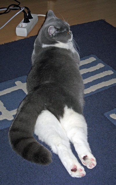 双城血战，一体雄心，体育英雄主义的双生镜像