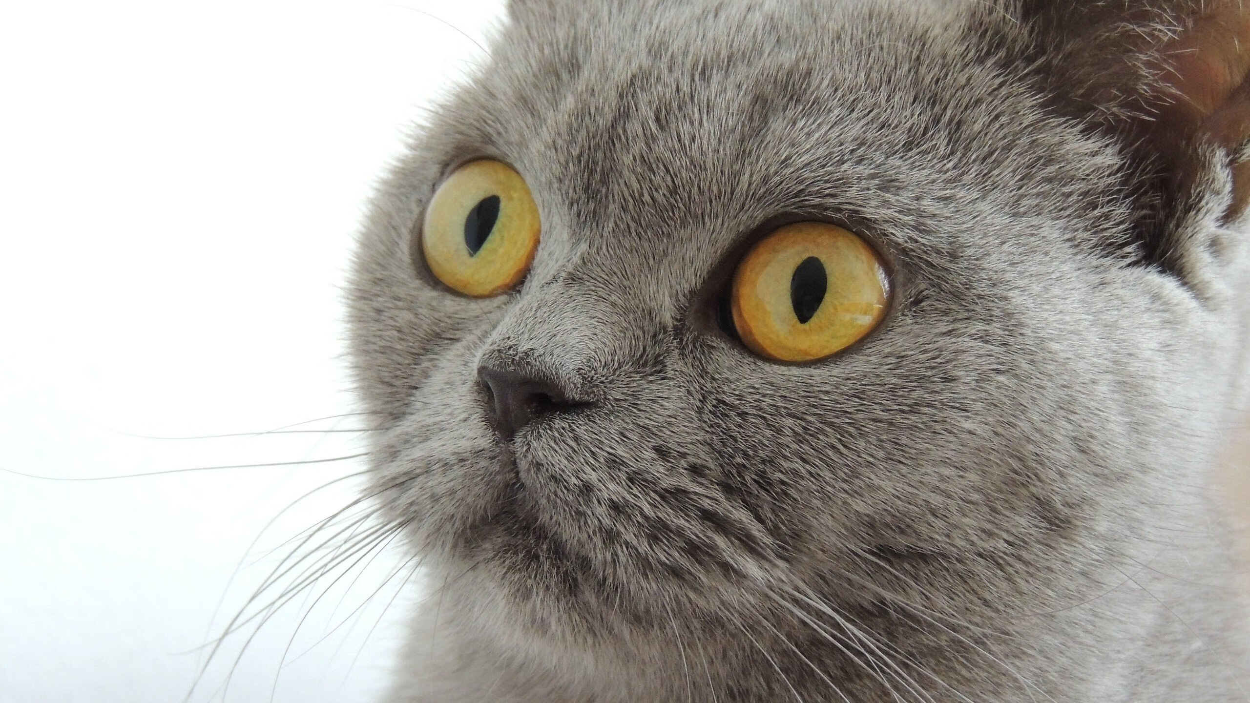 雷霆狂潮下的定海神针，库里关键时刻力挽狂澜