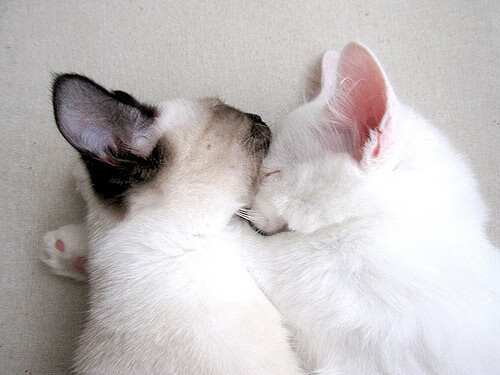 东欧铁幕下的封神之夜，德文·布克单骑射落奥运周期最关键一战