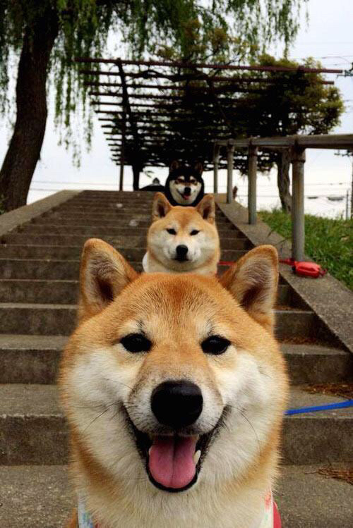 铁幕与得分风暴，德国如何冲垮埃及，孔德一剑封喉